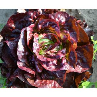 Kopfsalat rot samenfest