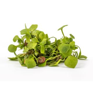 Postelein Salat > regional aus Moyland