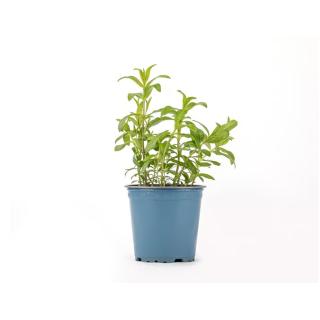 Estragon im Topf