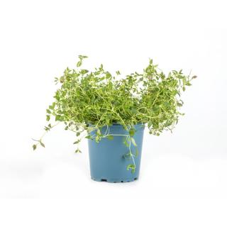 Kaskadenthymian im Topf