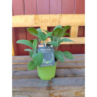 Gewürzsalbei im Topf