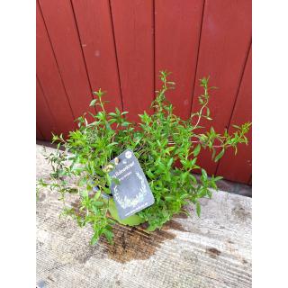 Bergbohnenkraut im Topf