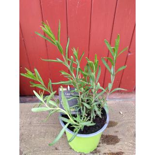 Lavendel im Topf