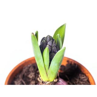 Hyazinthen versch. Farben i.Tontopf