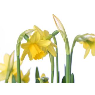 Narzissen gelb i. Tontopf