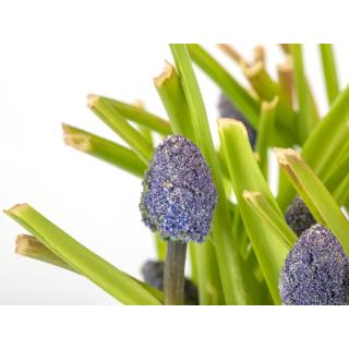 Traubenhyazinthen i.Tontopf