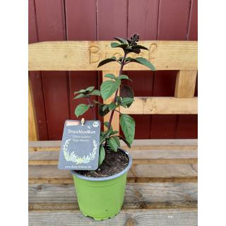 Basilikum Strauchbasilikum "Magic" im Topf