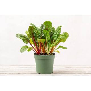 Mangold bunt im Topf