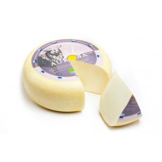 Schafgouda jung